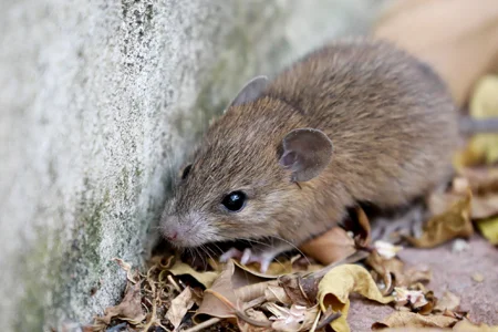 mouse next to home