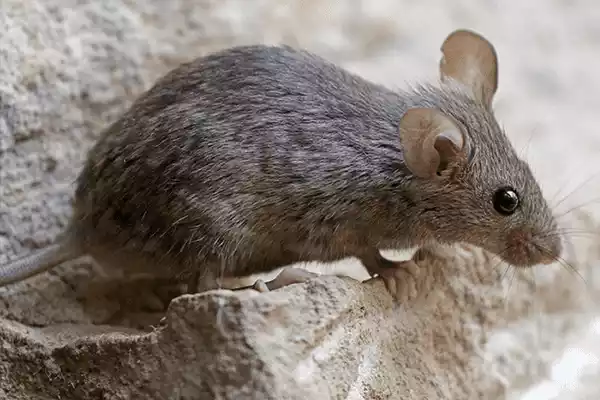 house-mouse