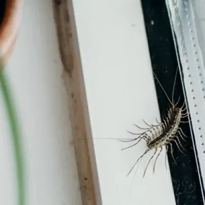 silverfish on the window