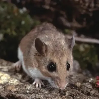 deer-mice