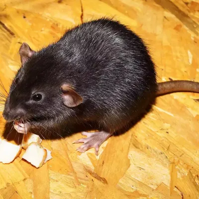 roof_rat