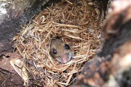 mouse nest