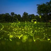 lightining-bugs-field