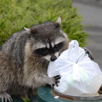 a raccoon rummaging through a trashcan