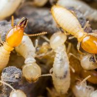 termites close up