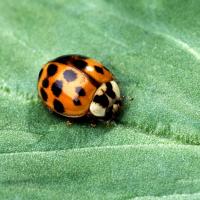 ladybug on a leaf