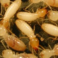 termites on the ground