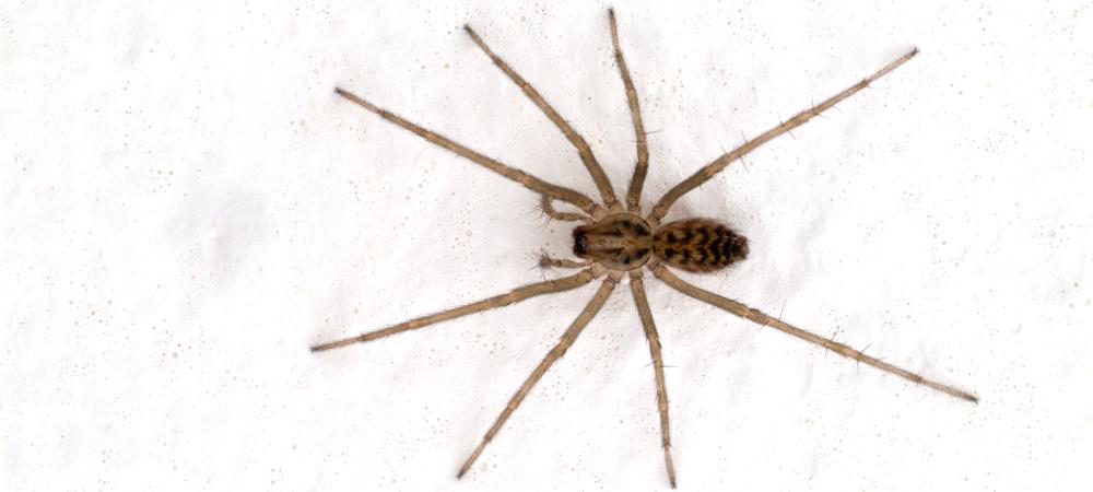 house spider on the ground