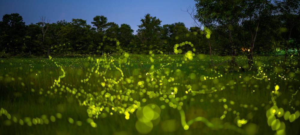 lightining-bugs-field