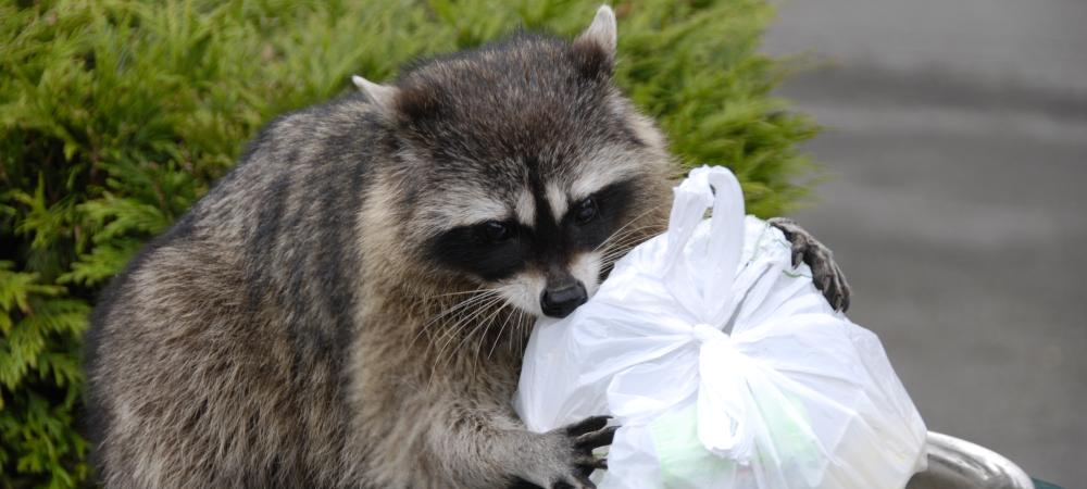 a raccoon rummaging through a trashcan