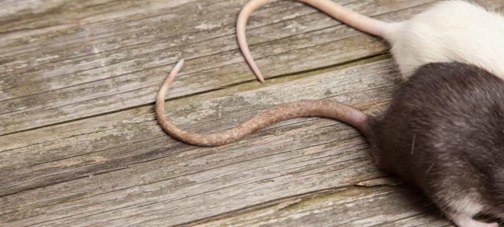 Rat tails on wooden floor