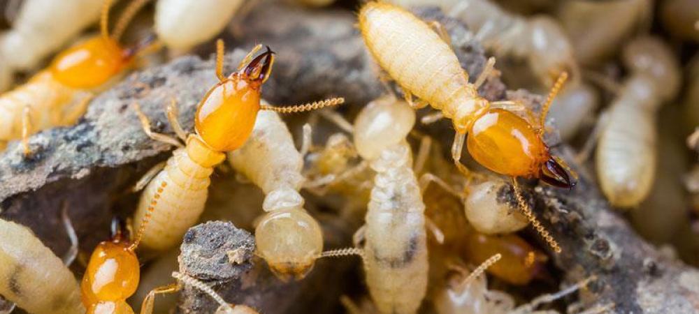 termites close up