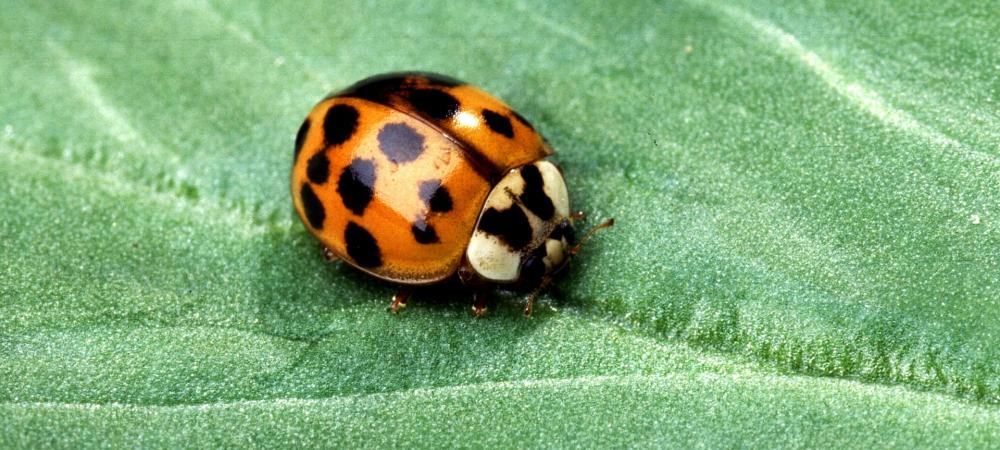 ladybug on a leaf