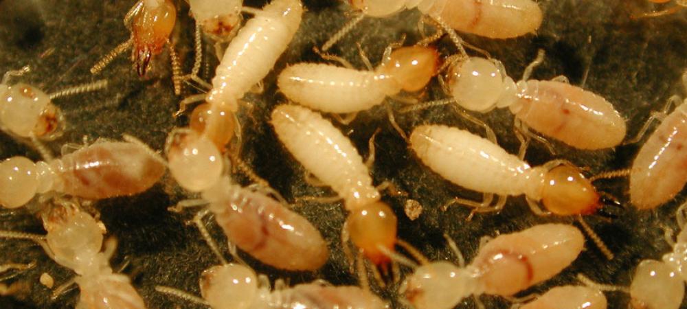 termites on the ground