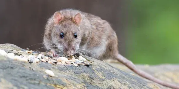 brown rat