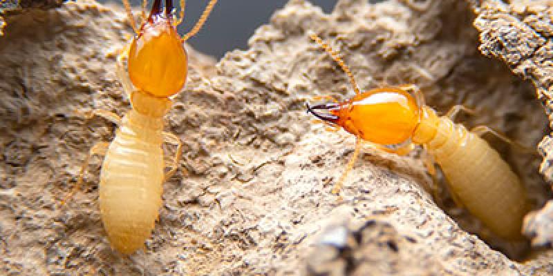 5 Early Signs That You Have Termites | Sherrill Pest Control