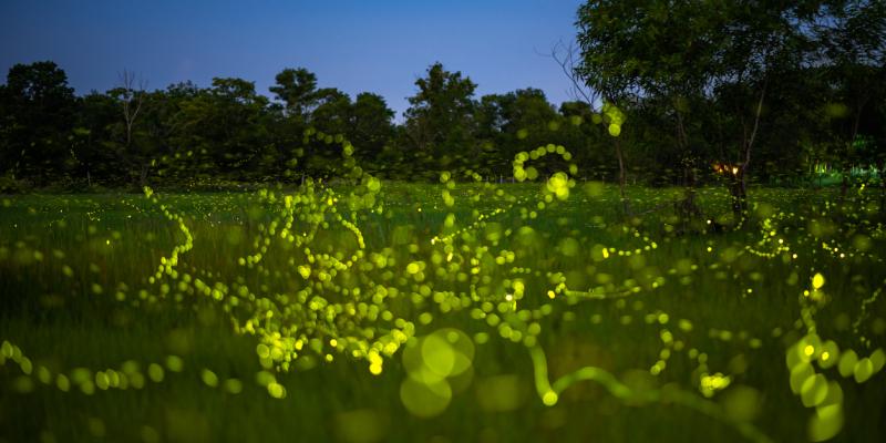 lightining-bugs-field