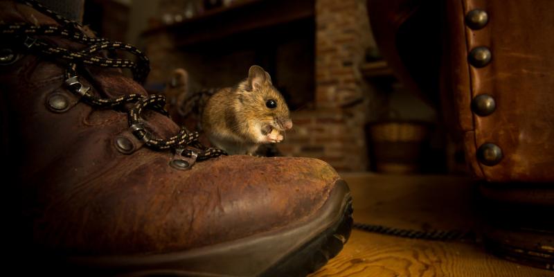 mouse on a brown boot