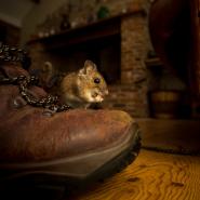 mouse on a brown boot